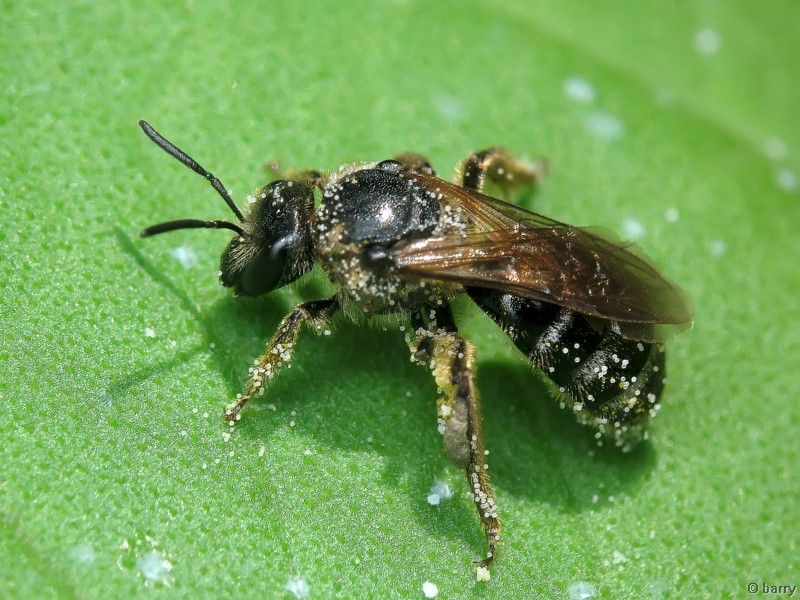 Andrena flavipes Panzer, 1798